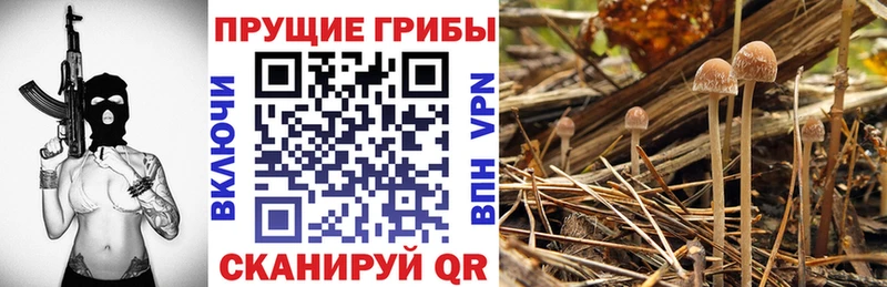 Галлюциногенные грибы MAGIC MUSHROOMS  как найти наркотики  Кизилюрт 